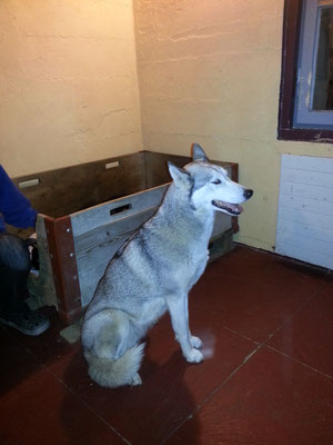 Erin hat ein Problem, sie würde sich ja sooo gerne um die Babys kümmern, schliesslich hat sie Erfahrung, aber Haria lässt sie natürlich nicht ran