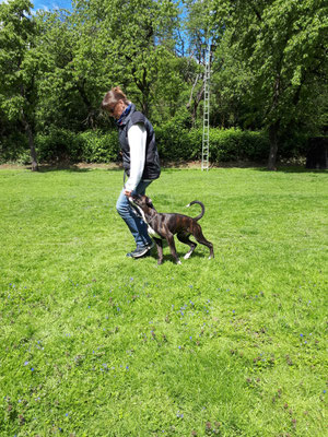 Mit Leckerchen fängt man Junghunde ... Anke mit Deacon