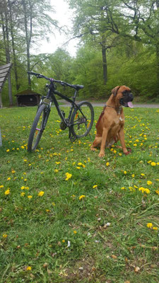 Fahrrad? Nix Fahrrad! Ich will in meine Hundebox