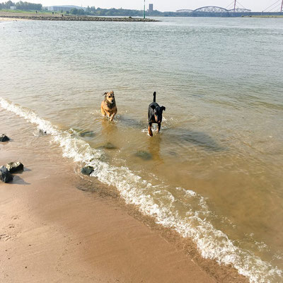 24.10.17 Treffen mit Buddy am Rhein in Düsburg