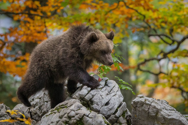 © Brown Bear / Slovenia