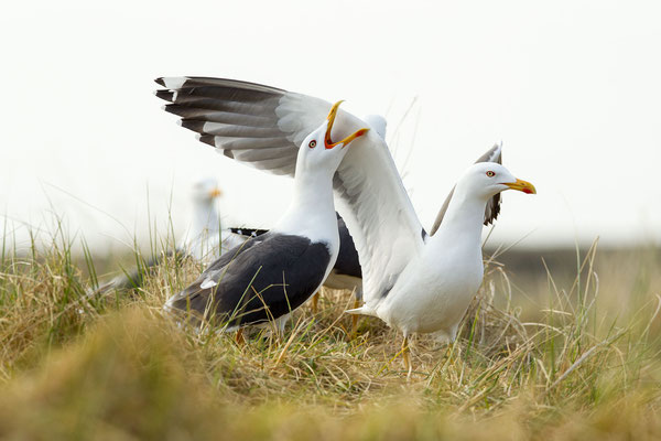 © Lesser Black-backed Gull / North Sea, Germany