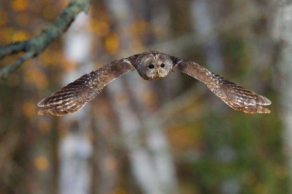 © Tawny Owl /  Slovenia