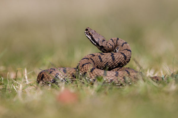 © European Aspis Viper / Slovenia