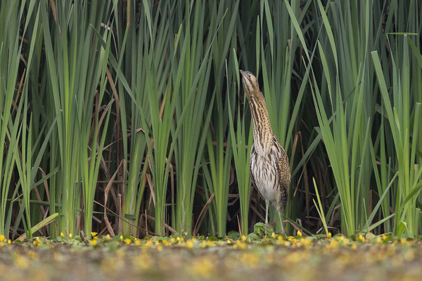 © Great Bittern / Slovenia