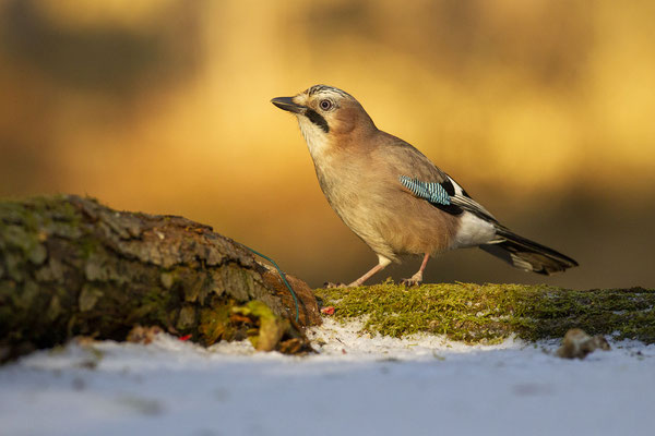 © Eurasian Jay / Slovenia