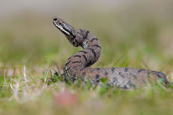 © European Aspis Viper / Slovenia