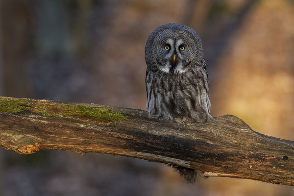 © Great Grey Owl / Sweden