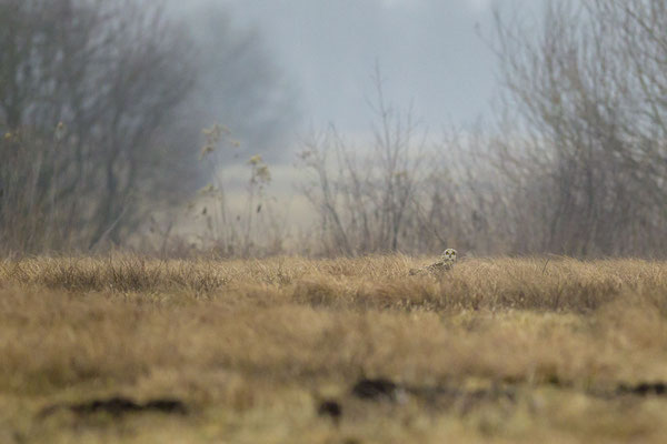 © Short-eared Owl / Slovenia