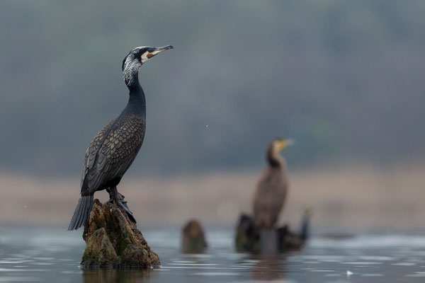 © Great Cormorant / Slovenia