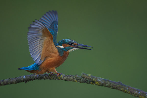 © Common Kingfisher / Slovenia