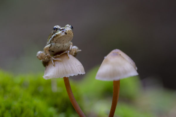 © Grass Frog / Slovenia