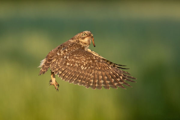 © Little Owl / Slovenia