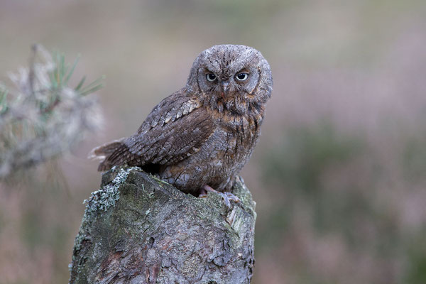 © Eurasian Scops Owl / Slovenia