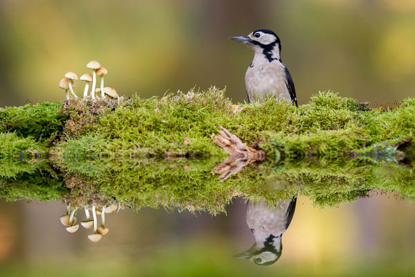 © Great Spotted Woodpecker / Slovenia