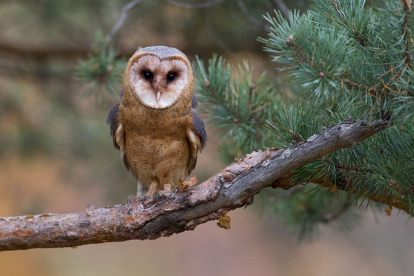 © Barn Owl / Slovenia 