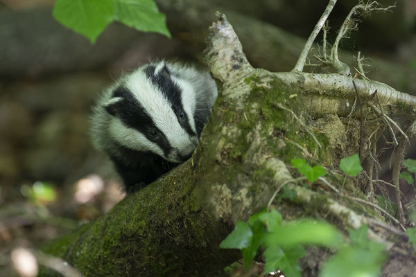 © European Badger / Slovenia