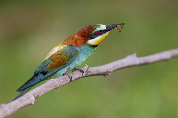 © European Bee-eater / Slovenia