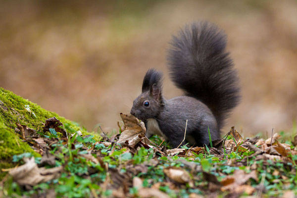 © Red Squirrel / Slovenia
