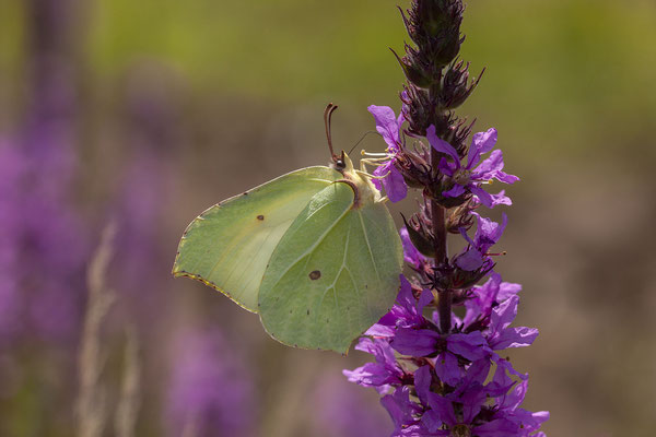 © Common Brimstone / Slovenia