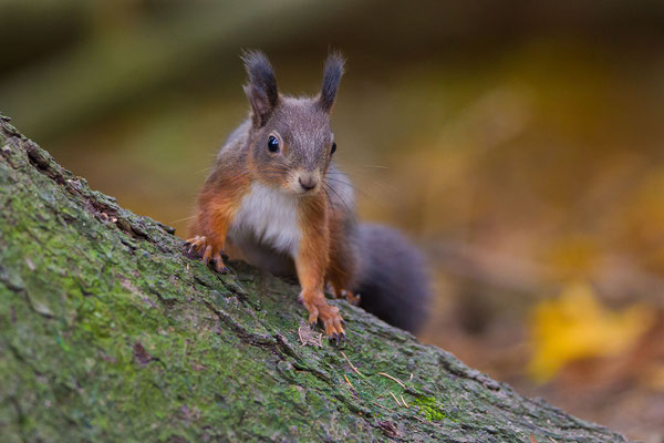 © Red Squirrel / Slovenia
