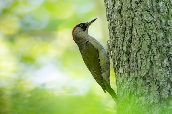 © Green Woodpecker / Slovenia