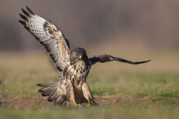 © Common Buzzard / Serbia