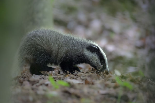 © European Badger / Slovenia