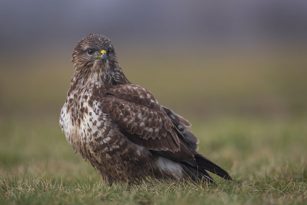 © Common Buzzard / Serbia