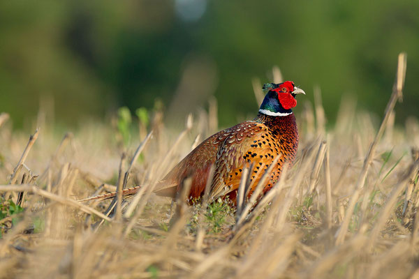 © Common Pheasant / Slovenia