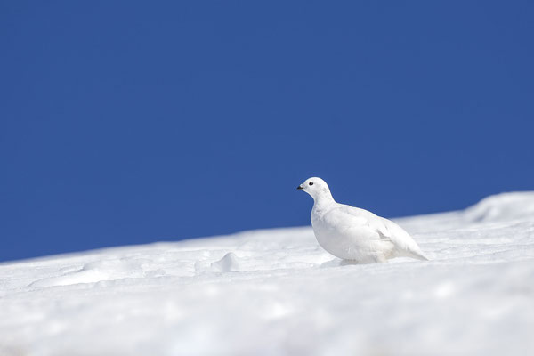 © Rock Ptarmigan / Slovenia