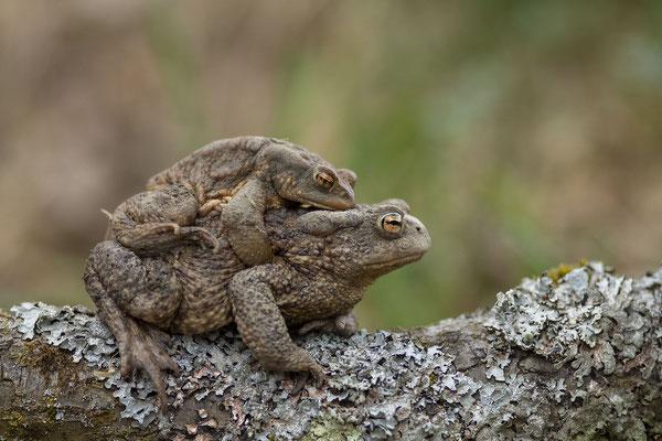 © Common Toad / Slovenia