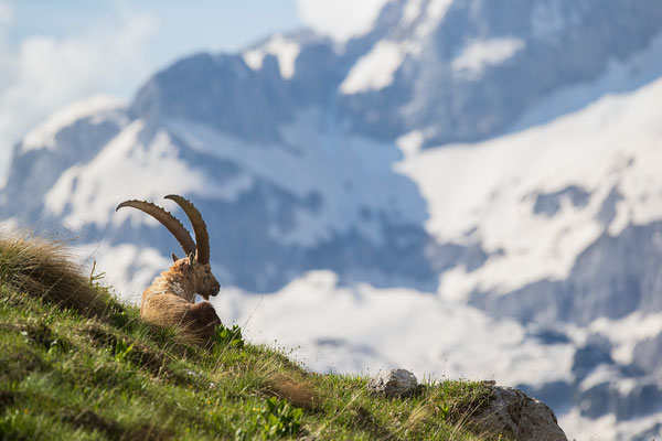 © Alpine Ibex / Italy