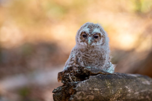 © Tawny Owl / Slovenia