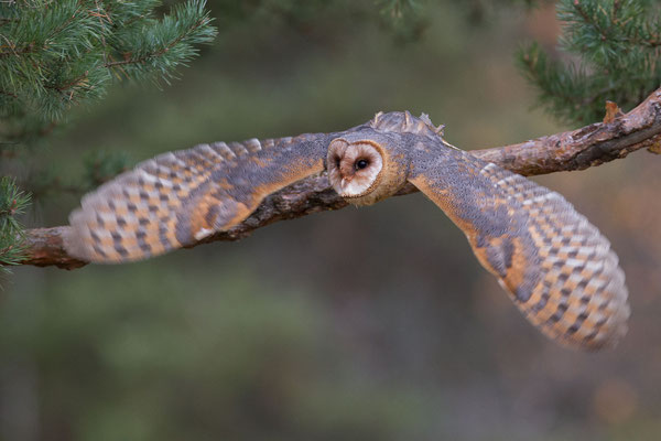 © Barn Owl / Slovenia