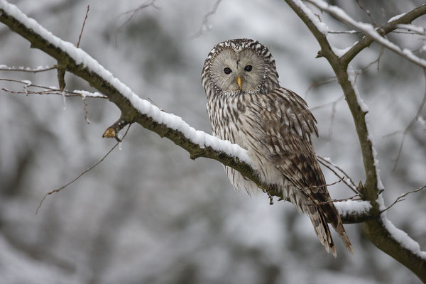 © Ural Owl / Slovenia 