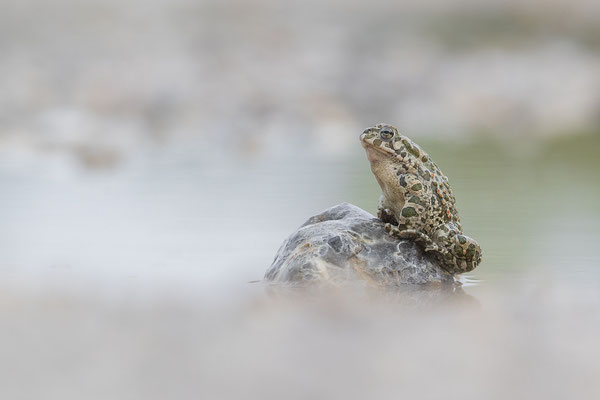 © European Green Toad / Slovenia