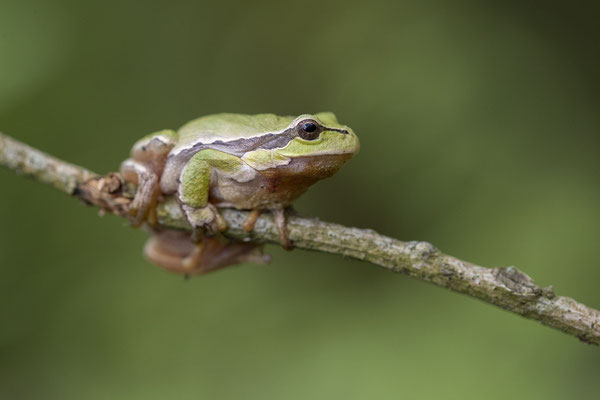 © European Tree Frog / Slovenia