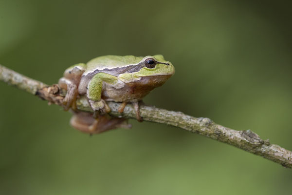 © European Tree Frog / Slovenia