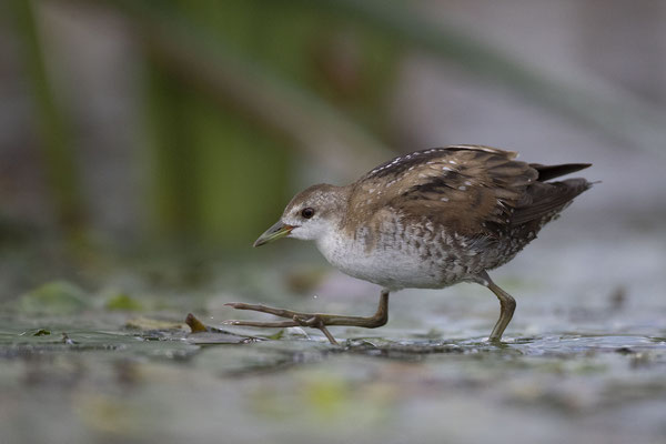 © Little Crake / Slovenia