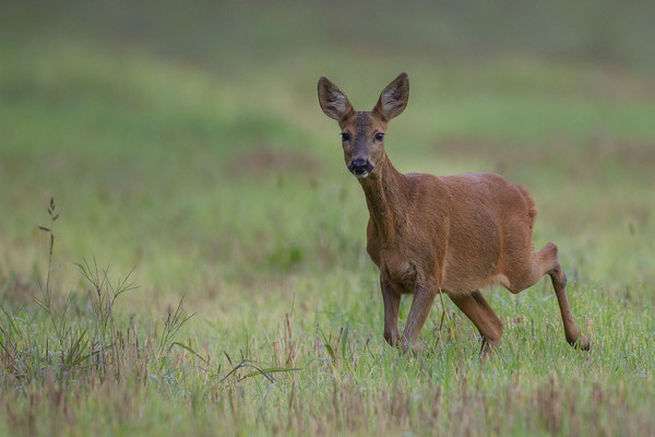 © Roe Deer / Slovenia