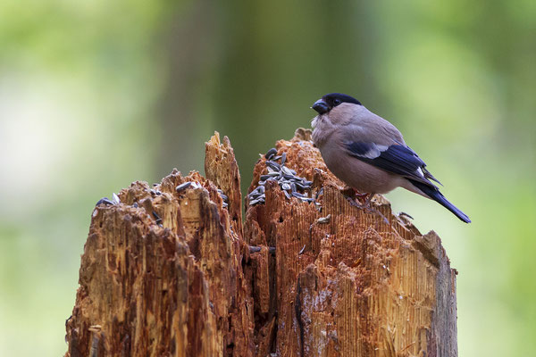 © Eurasian Bullfinch / Slovenia