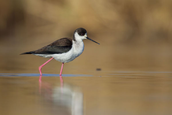 © Black-winged Stilt / Slovenia