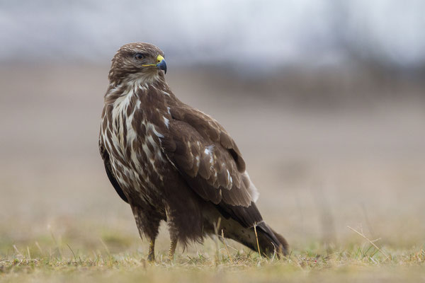 © Common Buzzard / Hungary