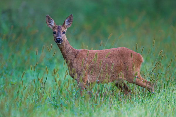 © Roe Deer / Slovenia