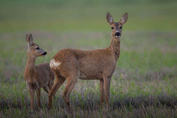 © Roe Deer / Slovenia