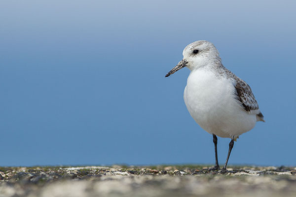 © Sanderling / North Sea, Germany
