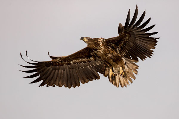 © White-tailed Eagle / Hungary