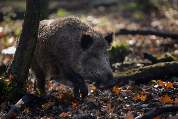 © Wild Boar / Hungary