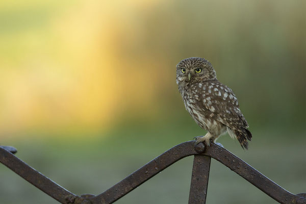 © Little Owl / Slovenia